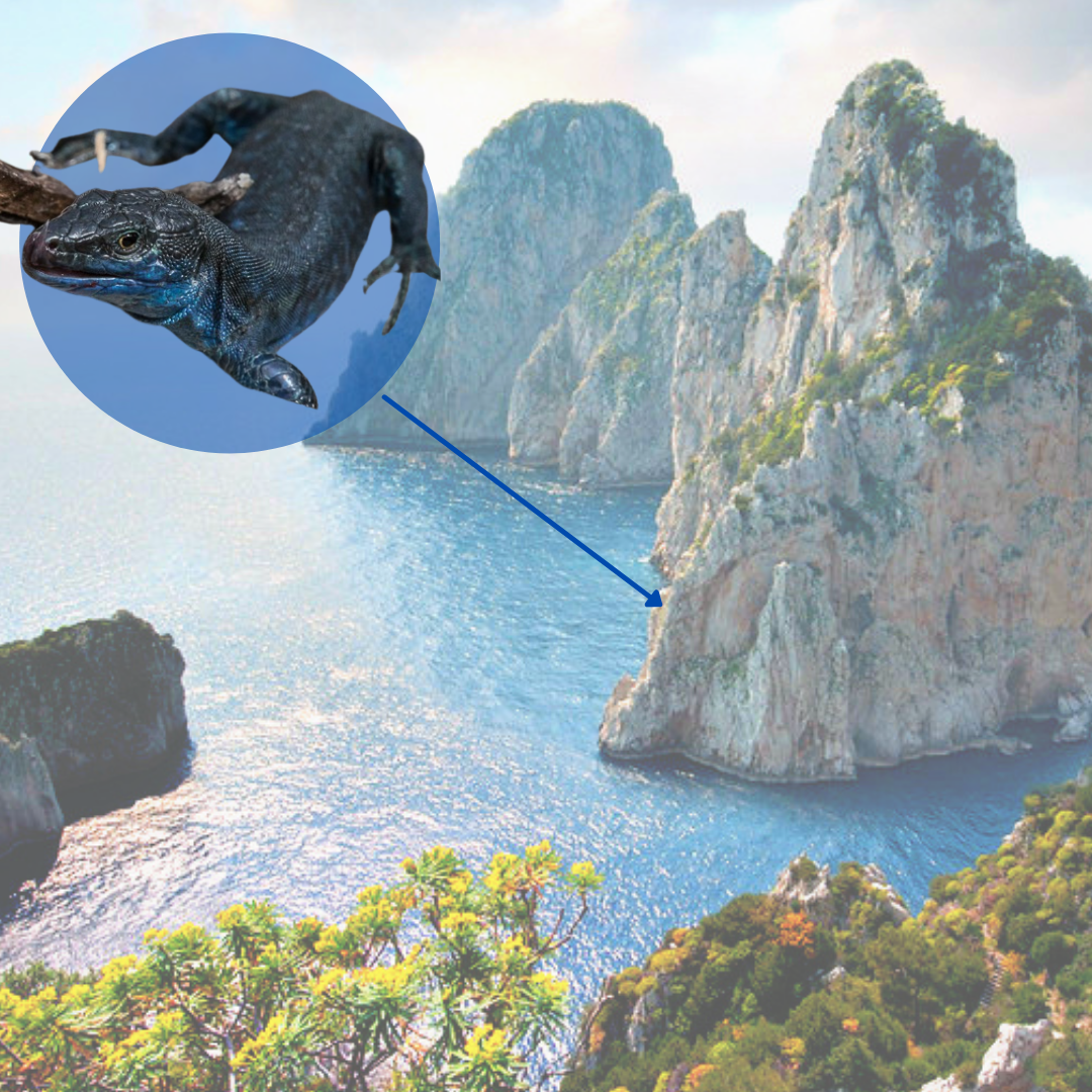 The blue lizard of Capri - Buyourtour